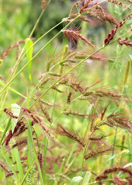 밭에서는 잡초가 농작물 사이에서 자라는 것처럼 Echinochloa Crus Galli — 스톡 사진