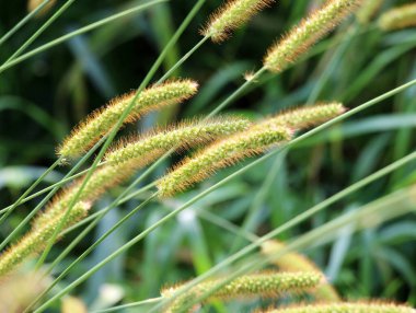 Setaria doğada yetişir..