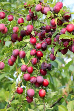 Bahçede olgun eriklerin dalında