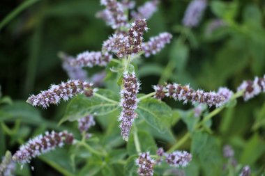 Yazın, uzun yapraklı nane (Mentha longifolia) Wii 'de yetişir.