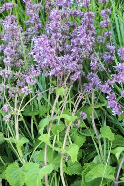 Vahşi doğada, Salvia verticillata otları arasında çiçek açar.