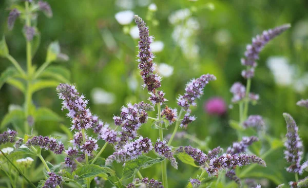 In the summer, long-leaved mint (Mentha longifolia) grows in the wil