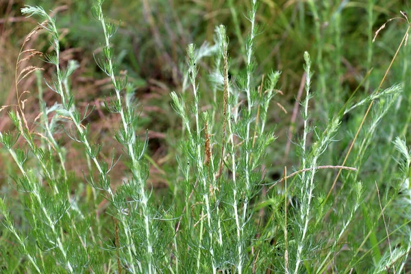 Vahşi Doğada Bir Tür Pelin Otu Yetişir Artemisia Marschalliana — Stok fotoğraf