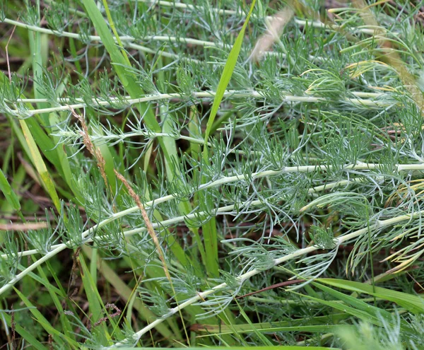 Vahşi Doğada Bir Tür Pelin Otu Yetişir Artemisia Marschalliana — Stok fotoğraf