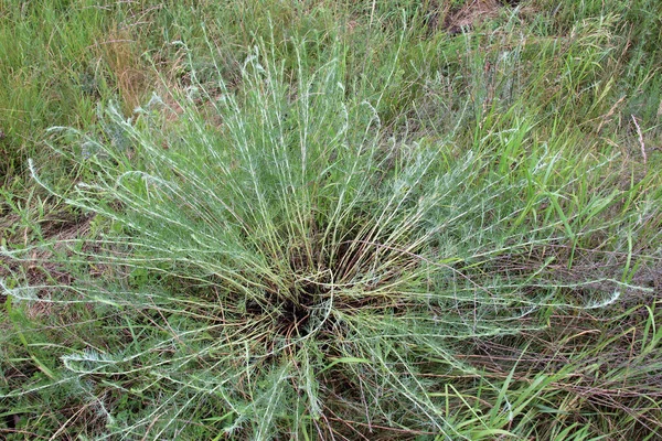 Tipo Ajenjo Crece Naturaleza Artemisia Marschalliana —  Fotos de Stock