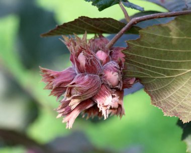 Fındık ağacının dalında meyveler olgunlaşır.