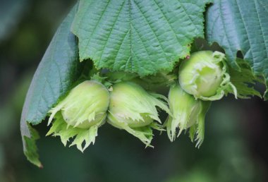 Fındık ağacının dalında meyveler olgunlaşır.