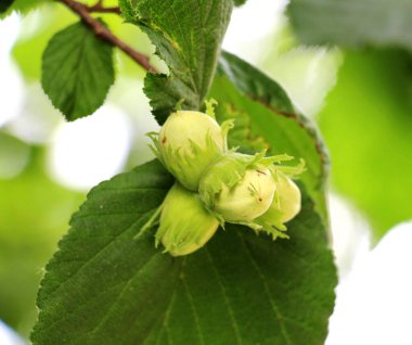 Fındık ağacının dalında meyveler olgunlaşır.