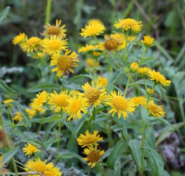 Yazın vahşi ilaç bitkisi Pentanema britannicum (Inula britannica) vahşi doğada çiçek açar.