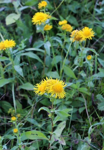 Летом Дикой Природе Цветет Дикое Лекарственное Растение Pentanema Britannicum Inula — стоковое фото