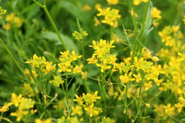 Yabanturpu (Rorippa) vahşi doğada yetişir.