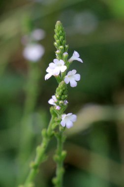 İlaç bitkisi Verbena officinalis vahşi doğada yetişir.