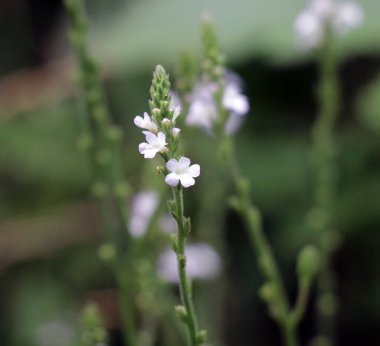 İlaç bitkisi Verbena officinalis vahşi doğada yetişir.
