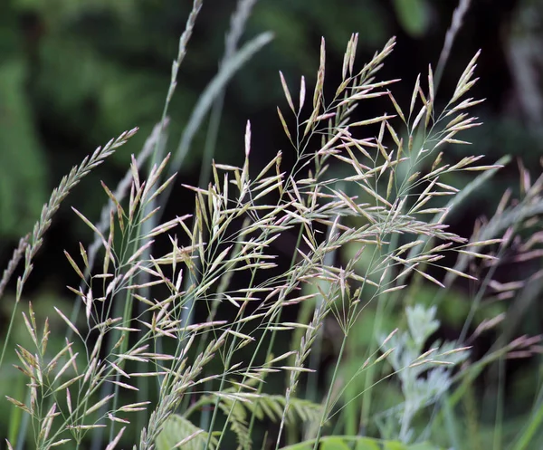 Brome Herbe Céréalière Pousse Dans Nature — Photo