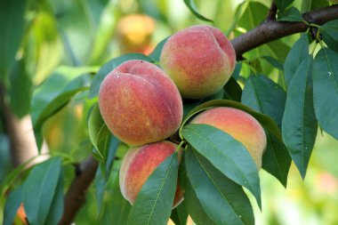 Yeşil yapraklı bir ağacın dalında olgun şeftali meyveleri yetişir.