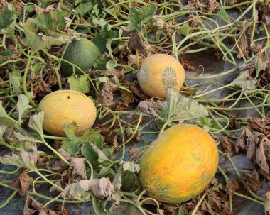 Yazın karpuzlar açık organik topraklarda yetişir.