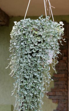 Sürünen bitkiler dikondra bahçede yetişir.