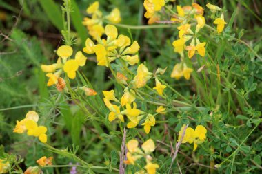 Lotus corniculatus çayırlarda, yabani otların arasında yetişir.