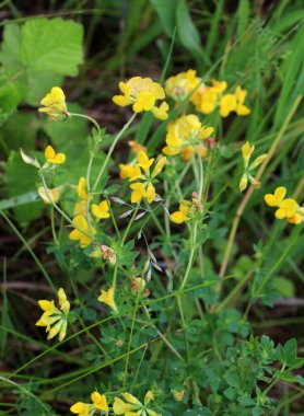 Lotus corniculatus çayırlarda, yabani otların arasında yetişir.