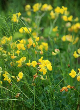 Lotus corniculatus çayırlarda, yabani otların arasında yetişir.
