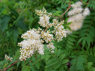 Yazın başında, Sorbaria Sorbifolia vahşi doğada çiçek açar.