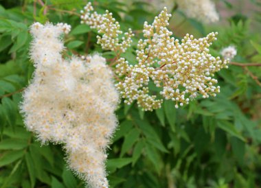 Yazın başında, Sorbaria Sorbifolia vahşi doğada çiçek açar.