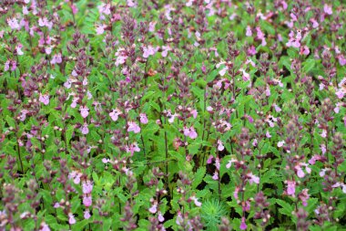 Yazın, Teucrium chamaedrys otların arasında yetişir.