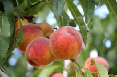 Yeşil yapraklı bir ağacın dalında olgun şeftali meyveleri yetişir.