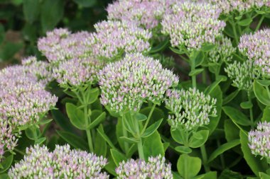 Yazın, Sedum bahçesinde maksimum büyür.