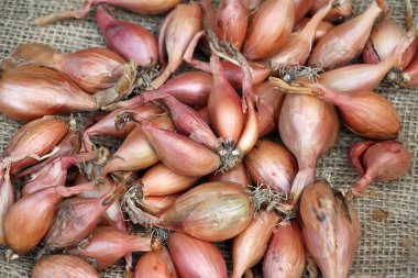 Popüler arpacık soğanı türünün hasadı (Allium ascalonicum)