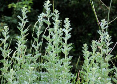 Acı pelin otu (Artemisia absinthium) vahşi doğada yetişir.