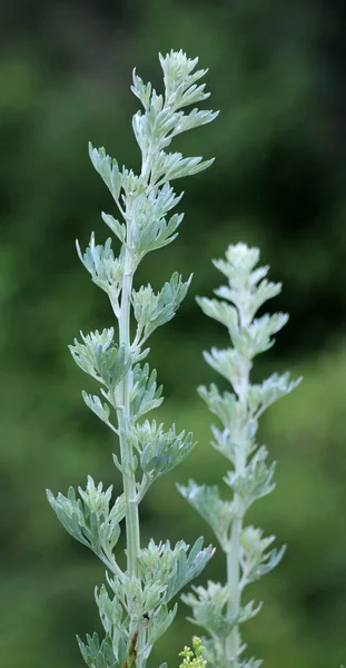 Acı Pelin Otu Artemisia Absinthium Vahşi Doğada Yetişir — Stok fotoğraf