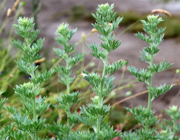 Hořký Pelyněk Artemisia Absinthium Keř Roste Volné Přírodě — Stock fotografie