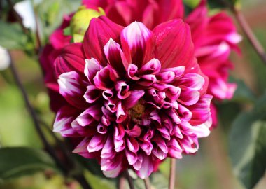 Bahçe çiçekleri (Dahlia pinnata) yazın sonunda çiçek bahçesinde açar.