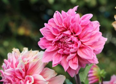 Bahçe çiçekleri (Dahlia pinnata) yazın sonunda çiçek bahçesinde açar.