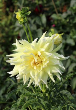 Bahçe çiçekleri (Dahlia pinnata) yazın sonunda çiçek bahçesinde açar.