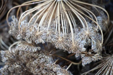 Harvested umbels of carrot (Daucus carota subsp. sativus) with ripe seeds clipart