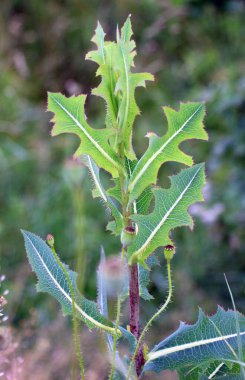 Yazın doğada yetişir Lactuca serriola