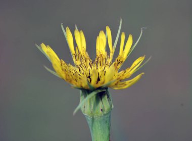 Tragopogon dubius yazın doğada yetişir.