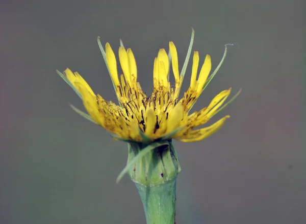 Tragopogon Dubius Rośnie Dziczy Latem — Zdjęcie stockowe