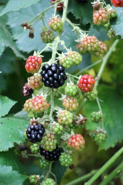 Çalı dalında böğürtlenleri olgunlaştır (Rubus fruticosus)
