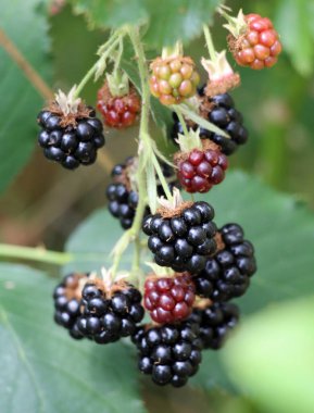 Çalı dalında böğürtlenleri olgunlaştır (Rubus fruticosus