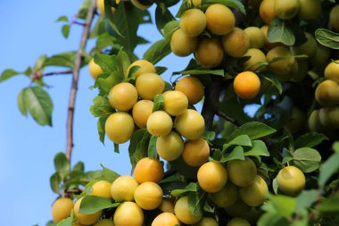 Ağacın dallarında olgunlaşmış erik meyveleri (Prunus cerasifera)).
