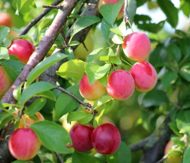 Ağacın dallarında olgunlaşmış erik meyveleri (Prunus cerasifera)).