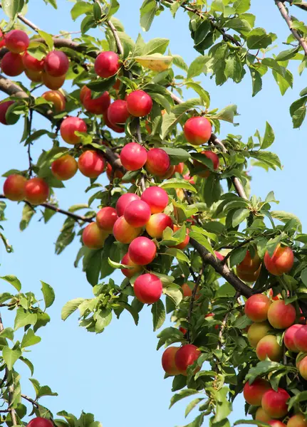 Sur Les Branches Arbre Mûrissent Des Fruits Prunes Prunus Cerasifera — Photo