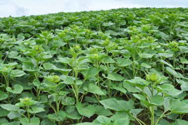 Çiçekler açmadan önce tarlada genç ayçiçeği bitkileri yetişir.