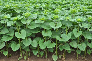 Çiçekler açmadan önce tarlada genç ayçiçeği bitkileri yetişir.