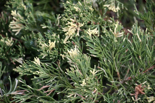 Horizontal Juniper Juniperus Horizontalis Often Used Landscape Desig — Stock Photo, Image