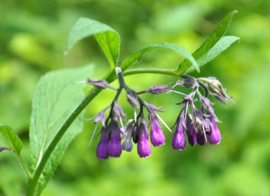 Çayırda, yabani otların arasında kuş (Symphytum officinale) çiçek açıyor.