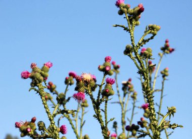 Devedikeni (Carduus acanthoides) yazın vahşi doğada yetişir.